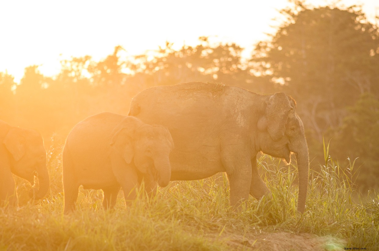 Unveiling Borneo s Secrets: A Deep Dive into the Rainforest and the Quest for Ora