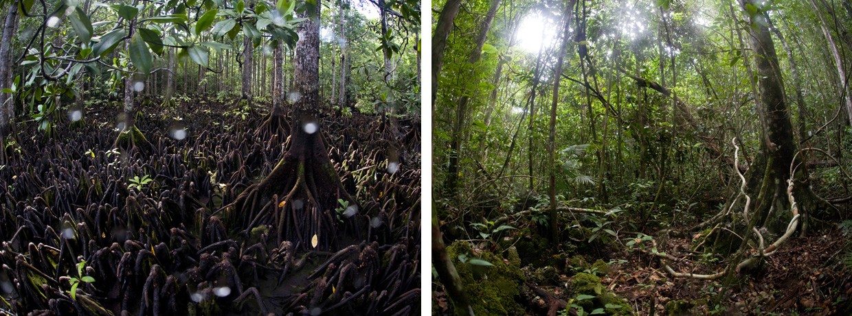 Exploring the Hidden Depths: A Diver’s Journey into Indonesia’s Remote Marine Lake