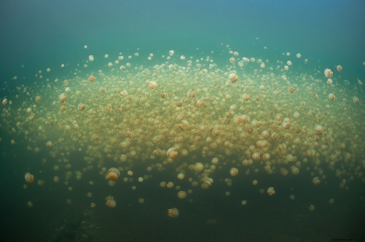 Exploring the Hidden Depths: A Diver’s Journey into Indonesia’s Remote Marine Lake