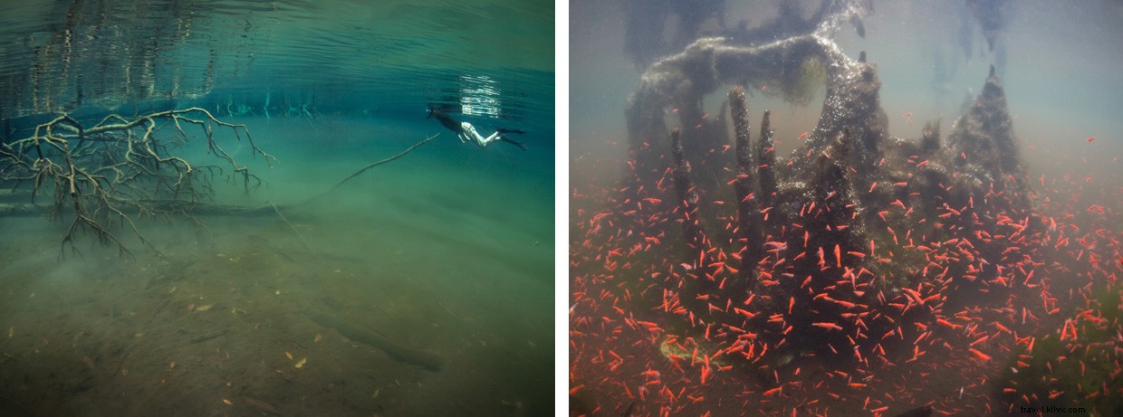 Exploring the Hidden Depths: A Diver’s Journey into Indonesia’s Remote Marine Lake