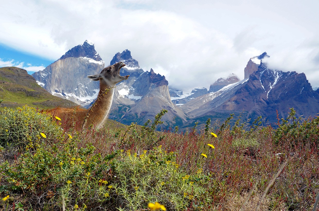 Patagonia Trek: 60-Mile Torres del Paine Expedition