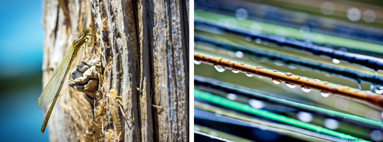 Oregon s High Desert: The Flow of Life Through Water and Volcanoes
