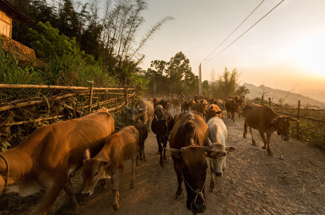 Lost in Vietnam: A Gripping Tale of Survival in a Rural Hospital
