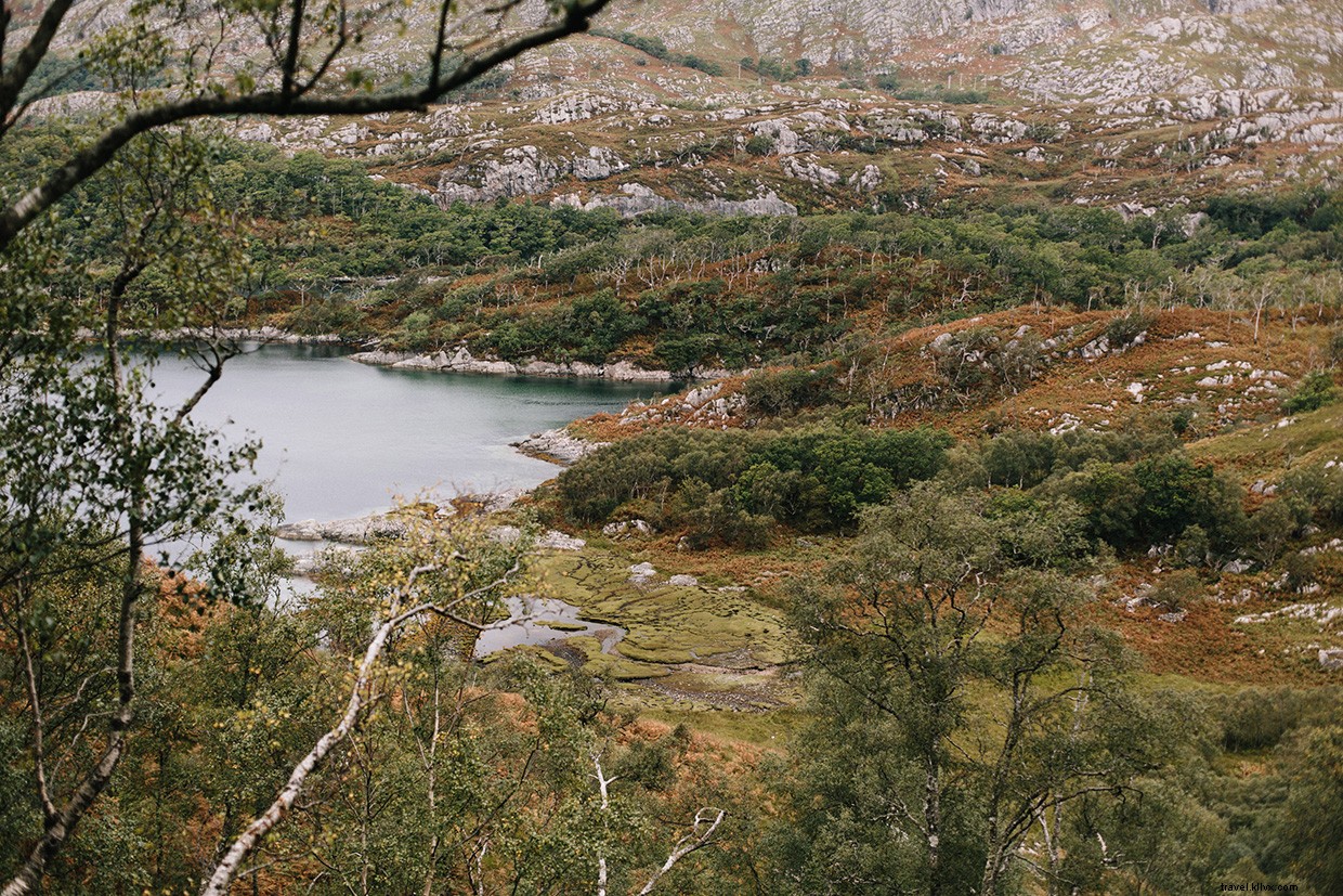 Wild Cooking Scotland: A Foraging & Cooking Journey