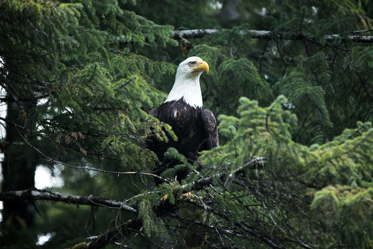 Discover Haida Gwaii: Canada’s Remote Island Paradise