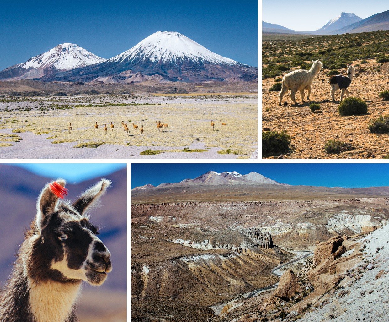 Cycling the Andes: Conquering High‑Altitude Volcanoes and Meeting Vicuñas