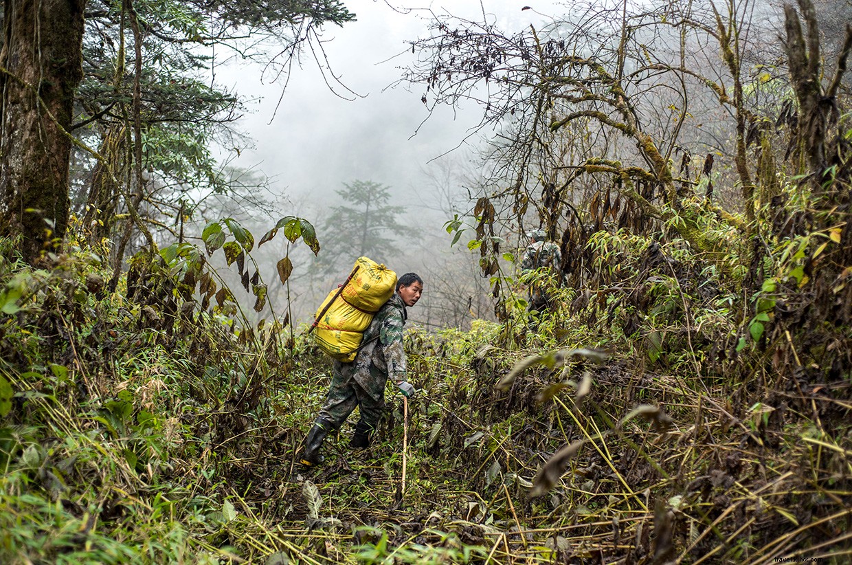Exploring the Panda Trail: A Rain-Soaked Bamboo Adventure