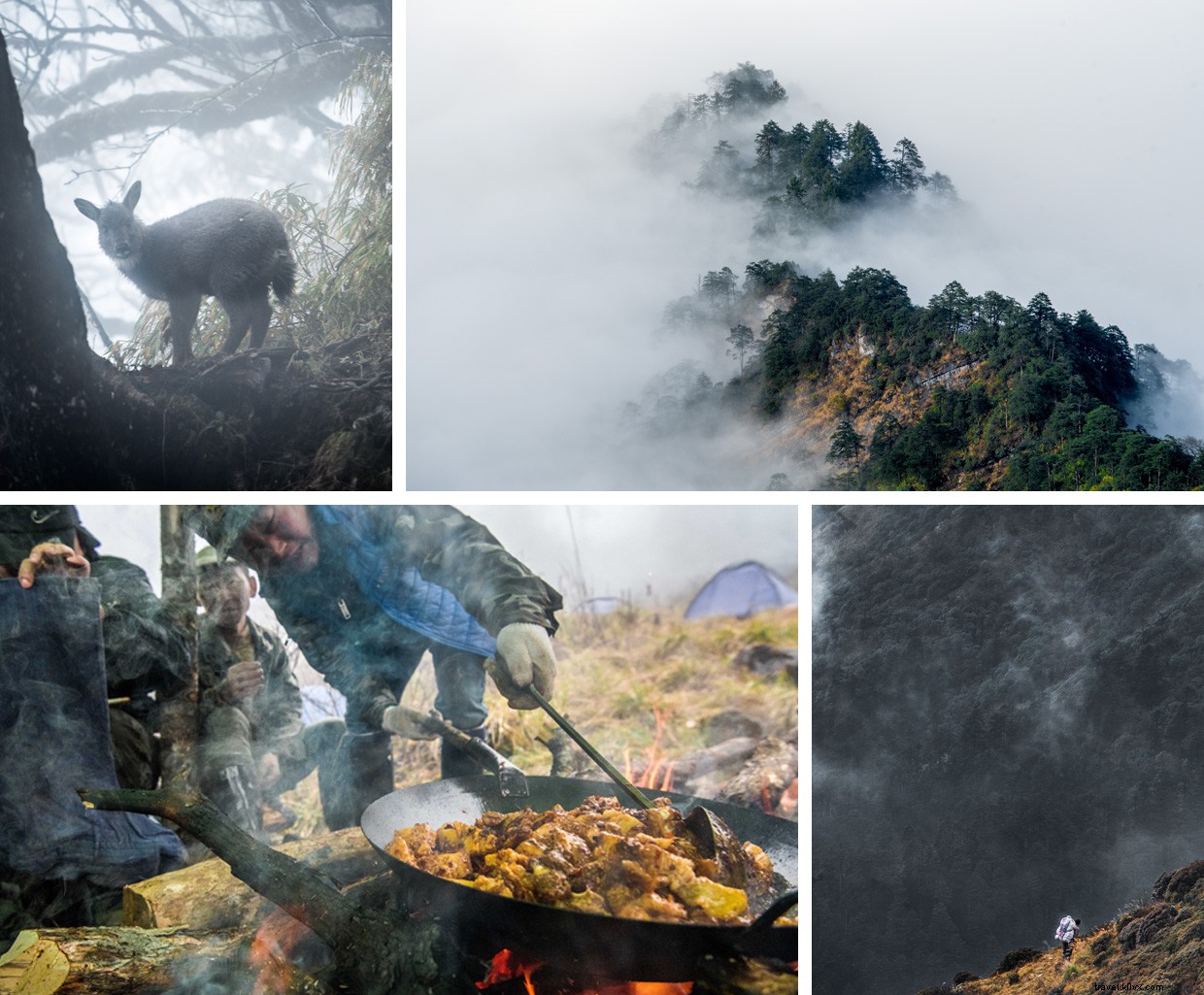 Exploring the Panda Trail: A Rain-Soaked Bamboo Adventure