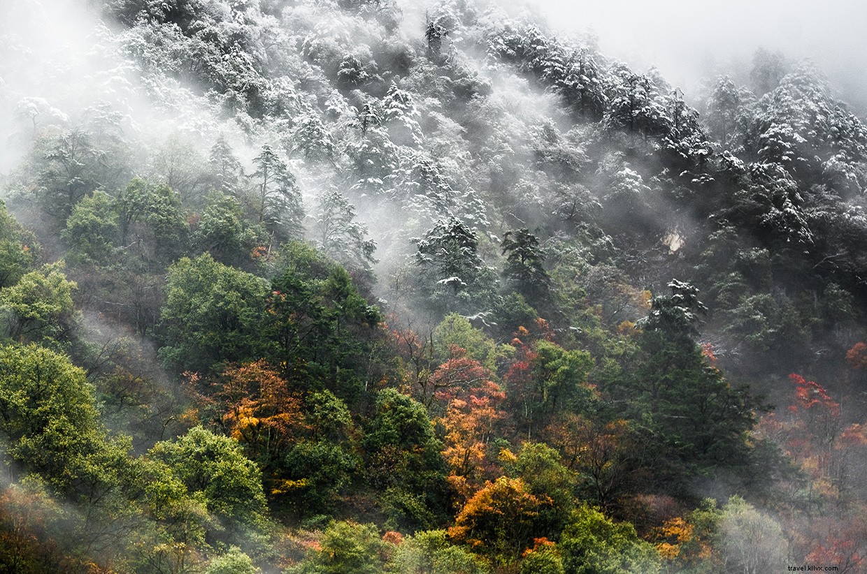 Exploring the Panda Trail: A Rain-Soaked Bamboo Adventure