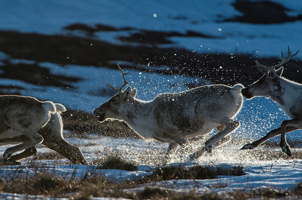 Pursuit on the Slopes: A Thrilling Skiing Challenge