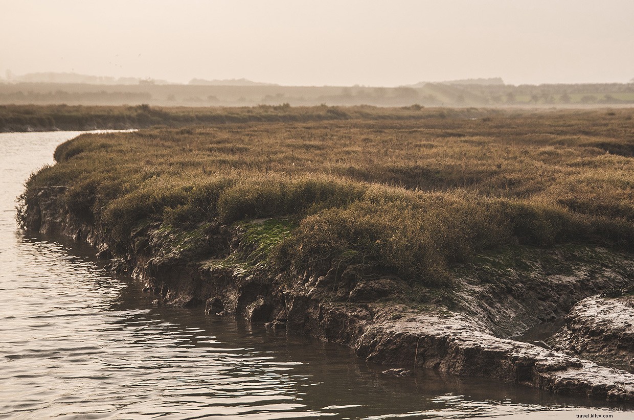 Sailing, Swimming, Foraging: Skills for Resilience