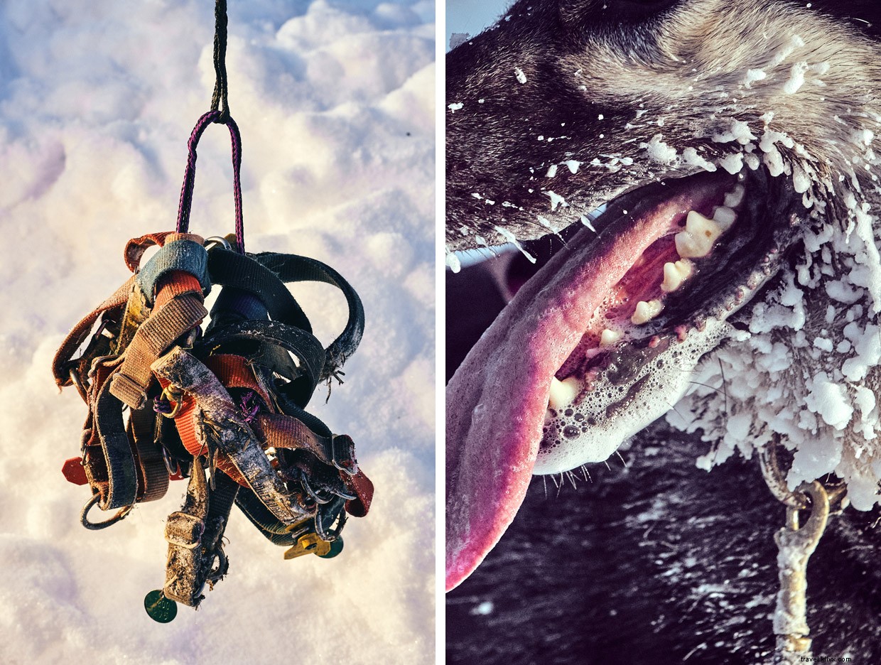 Seeing Double: Anchorage s Frozen Salmon and City Secrets