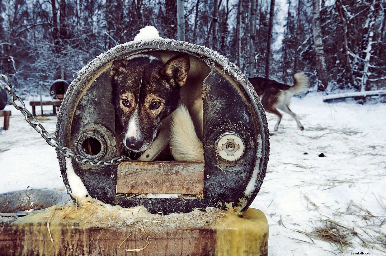 Seeing Double: Anchorage s Frozen Salmon and City Secrets