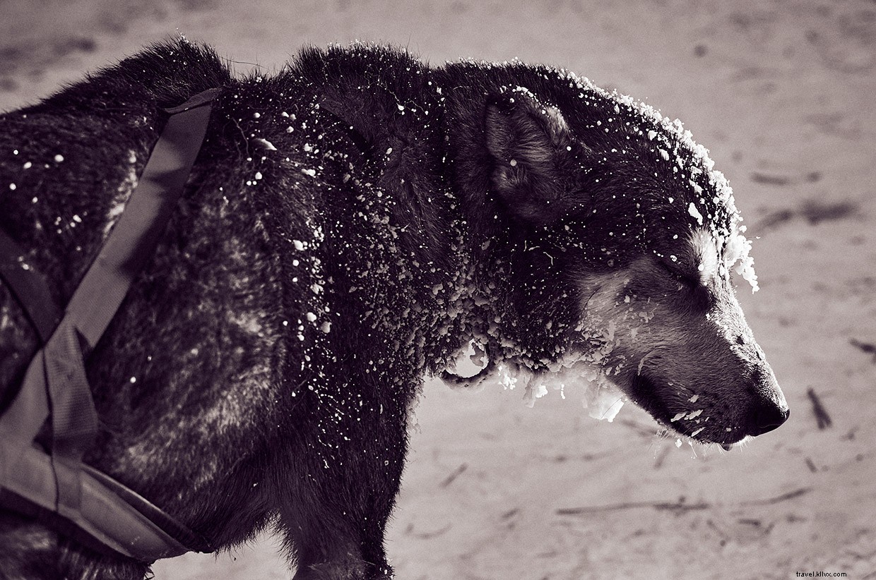 Seeing Double: Anchorage s Frozen Salmon and City Secrets