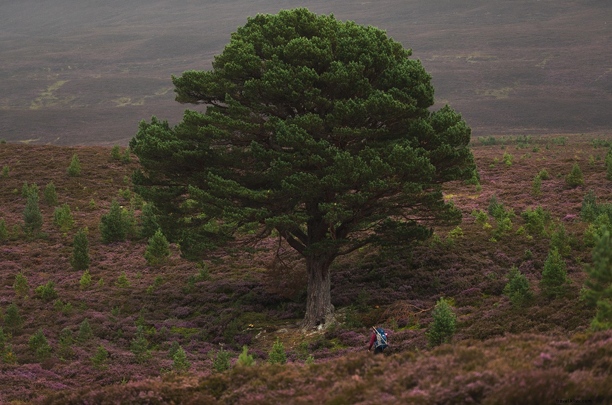 Scotland’s Highland Escape: A Journey Through the Cairngorms