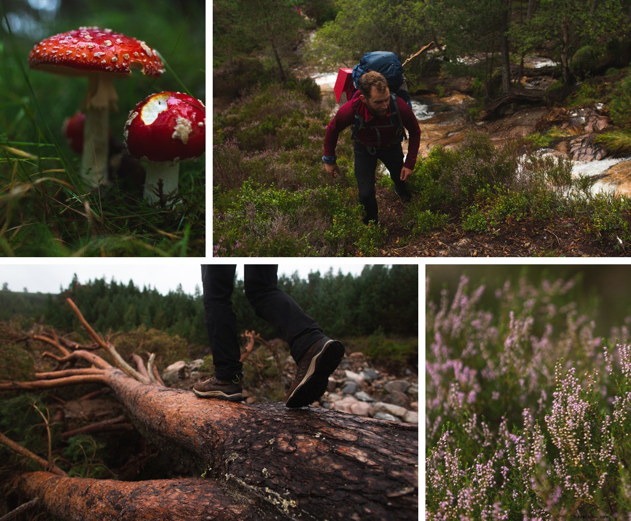 Scotland’s Highland Escape: A Journey Through the Cairngorms