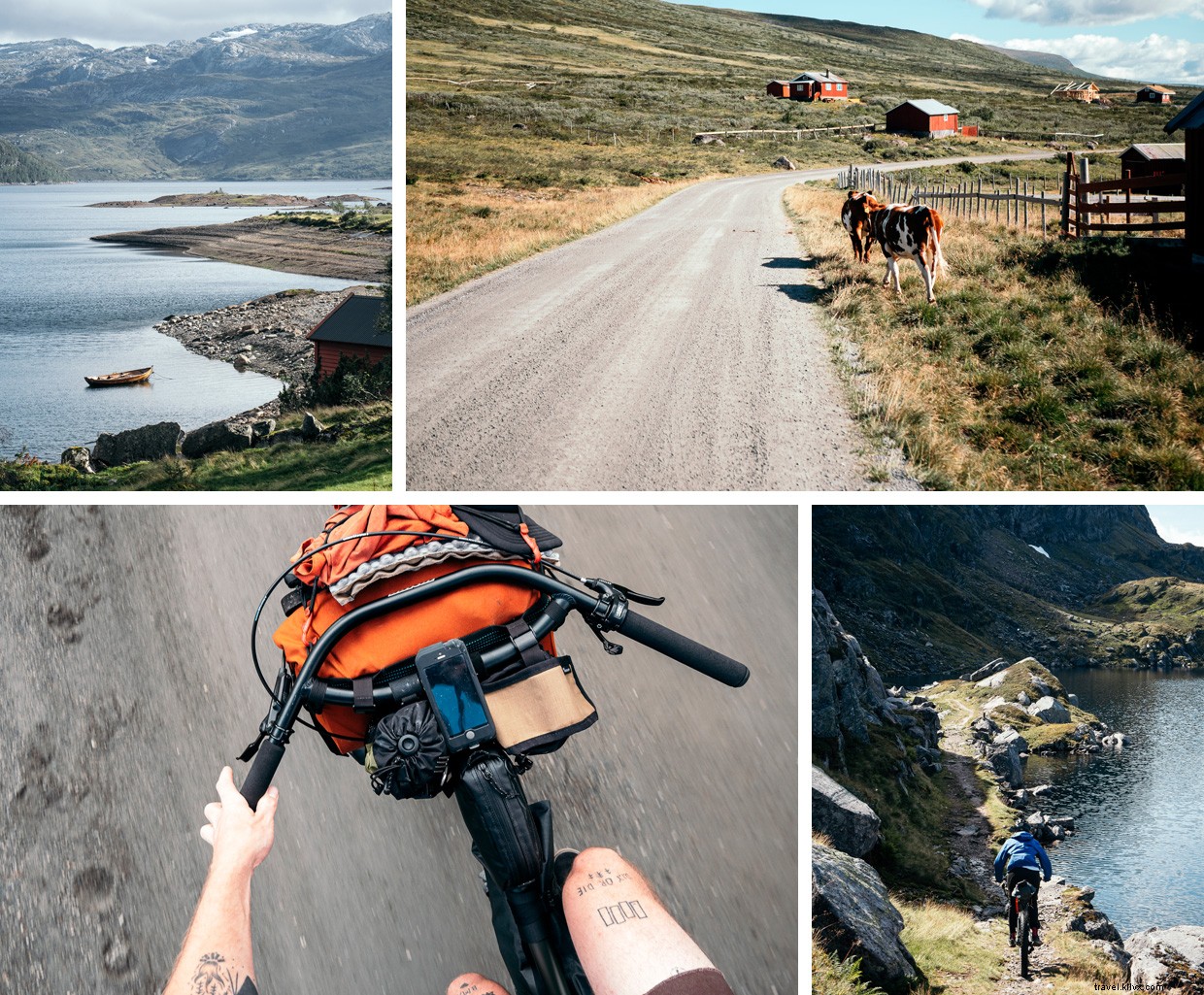 Surviving Unexpected Wildlife: A Cautionary Camp Story