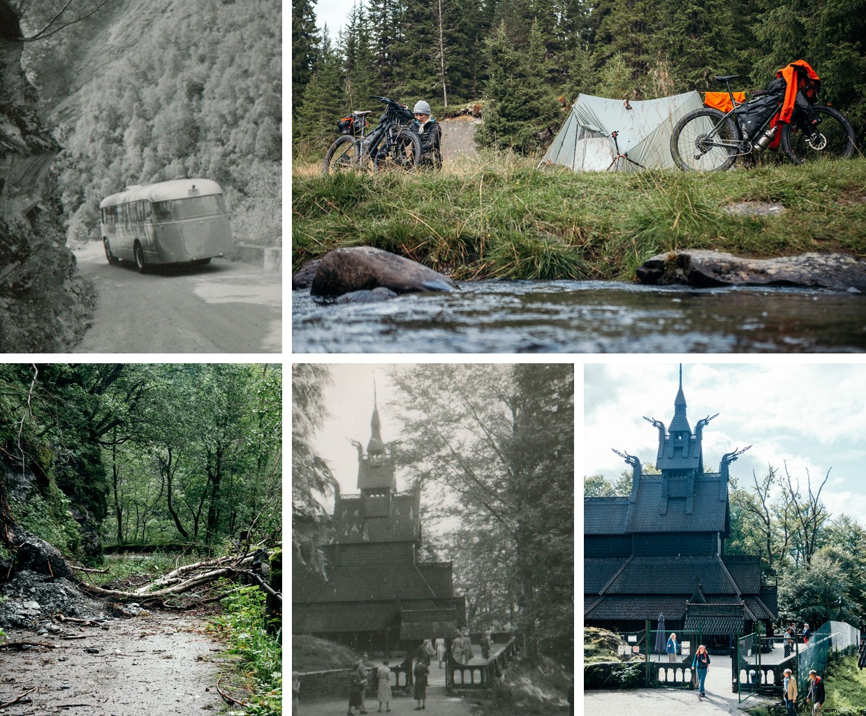 Surviving Unexpected Wildlife: A Cautionary Camp Story