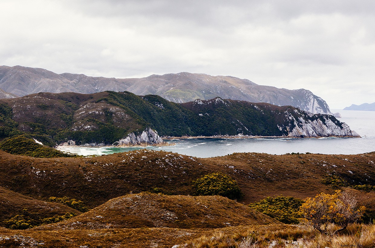 Exploring the Southern Rock Lobster: A Marine Biologist’s Field Adventure