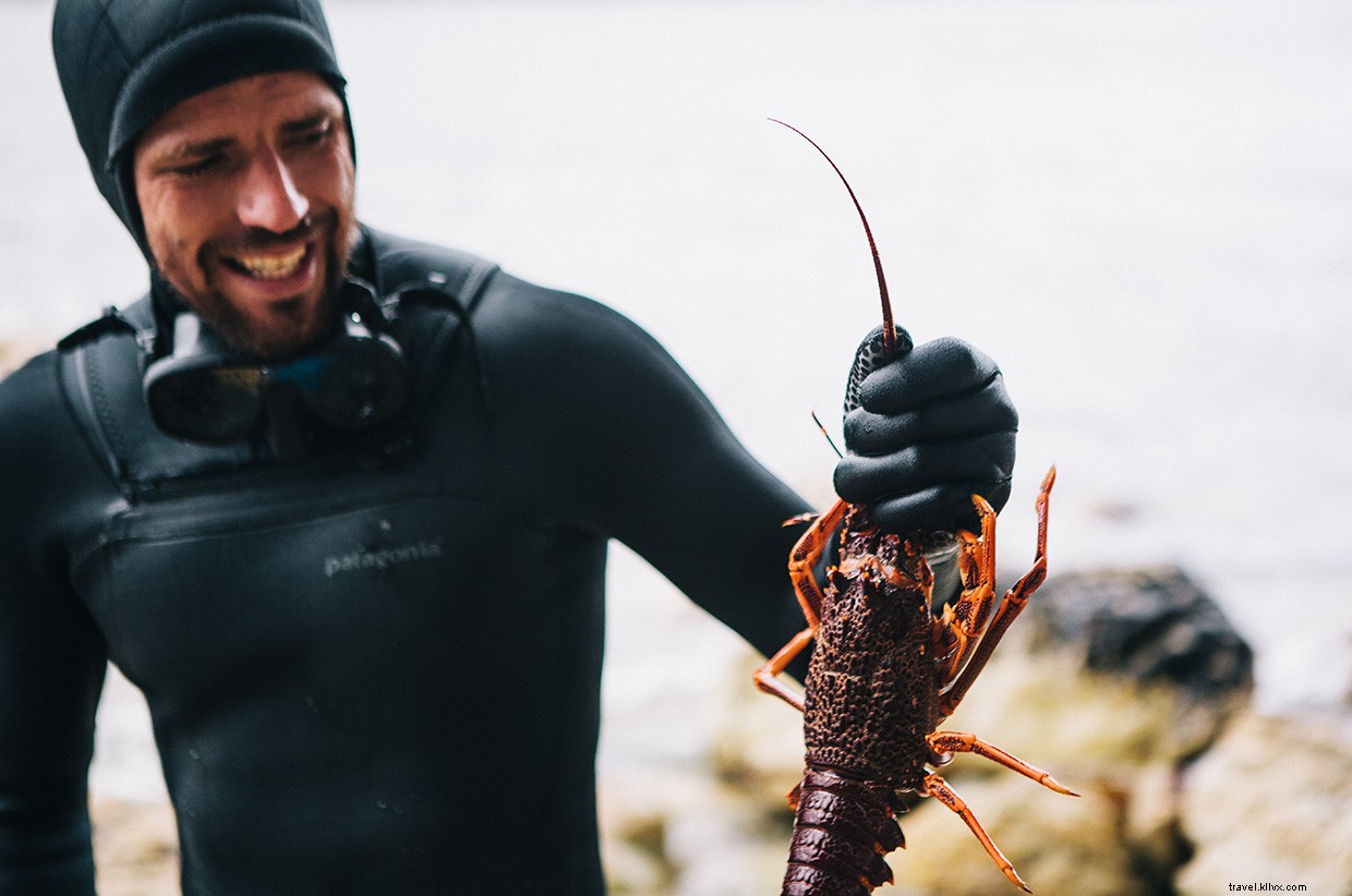Exploring the Southern Rock Lobster: A Marine Biologist’s Field Adventure
