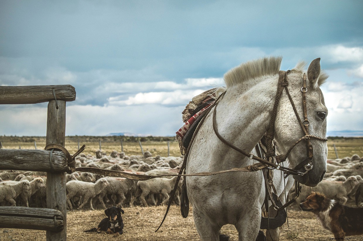 Southward Journey: Crossing Patagonia s Estepa with Dogs and Horses