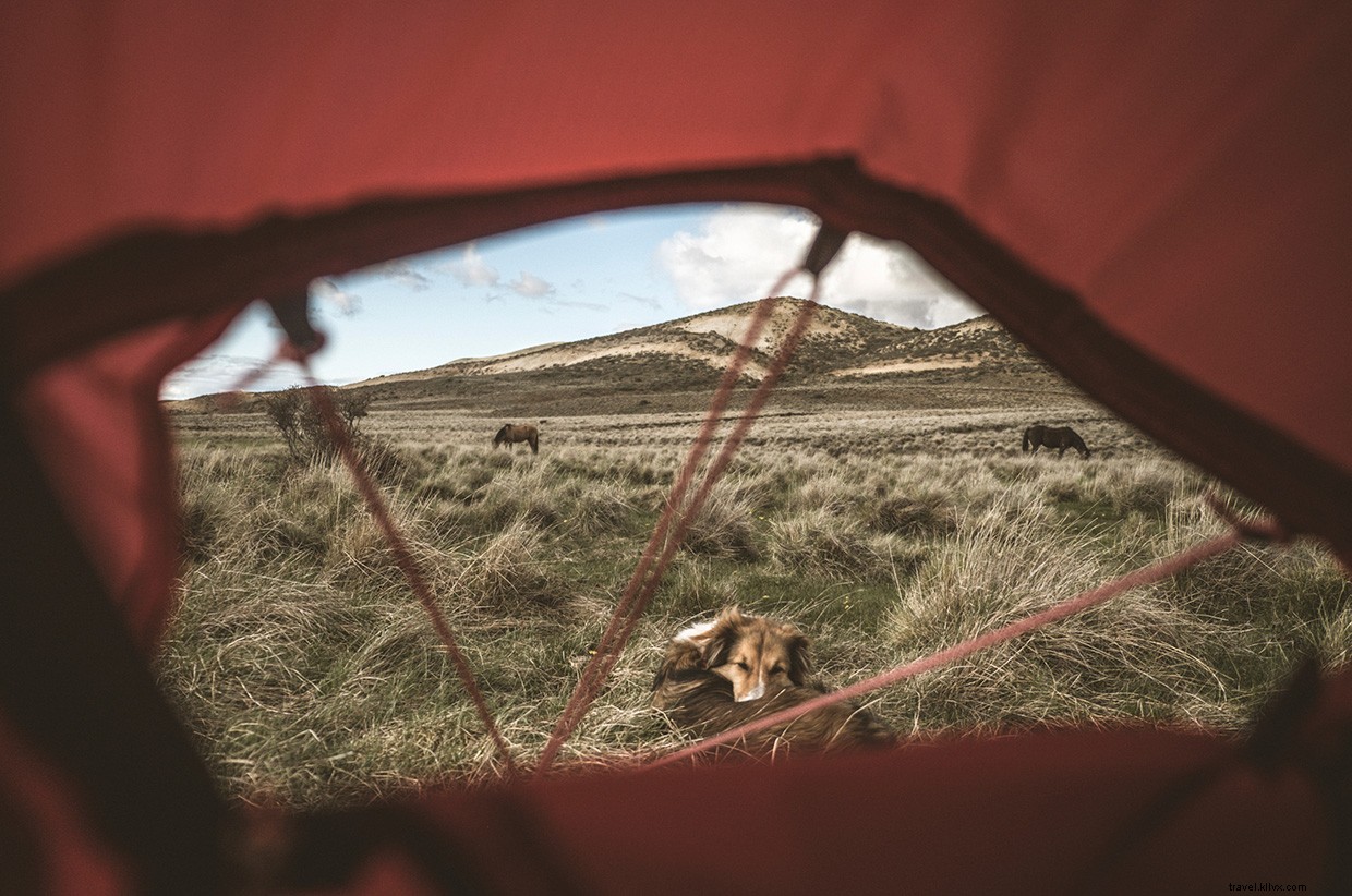 Southward Journey: Crossing Patagonia s Estepa with Dogs and Horses