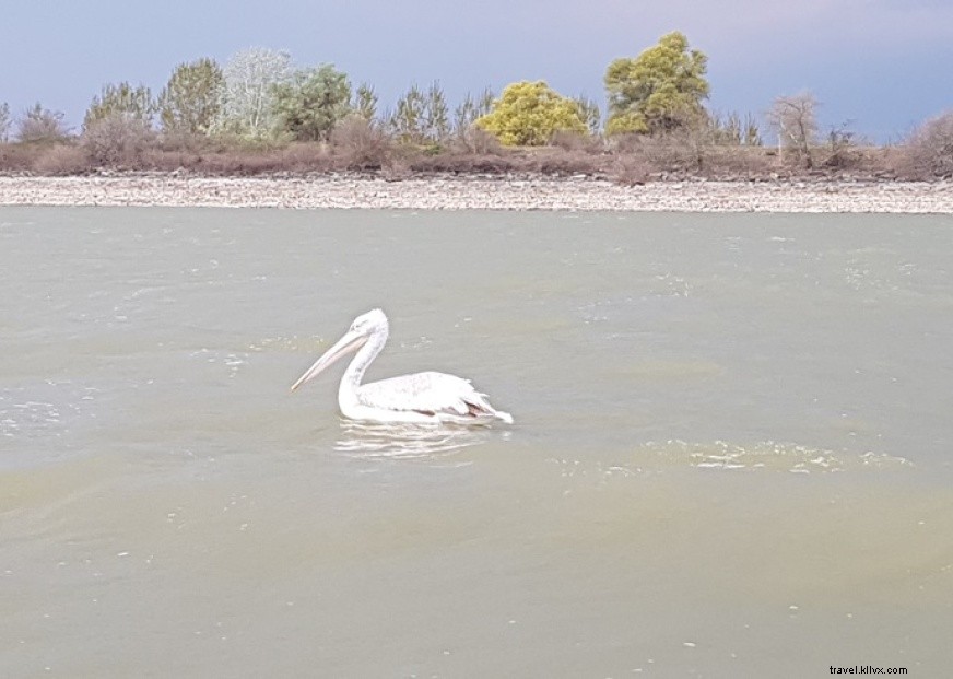 Discover Lake Kerkini: Birdwatching & Natural Wildlife Adventure