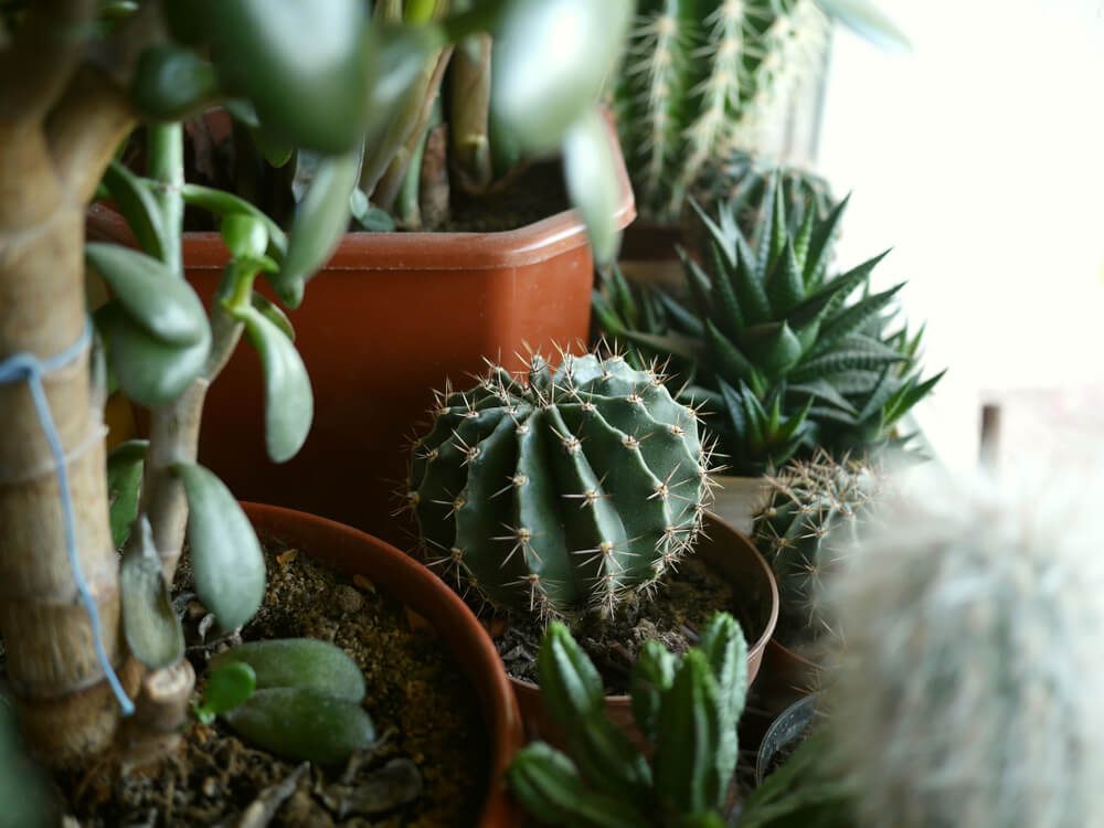 14 Essential Winter Survival Tips from America’s Coldest Regions