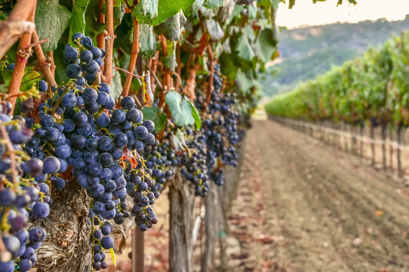 Explore the 12 Premier Napa Valley Wineries You Must Visit