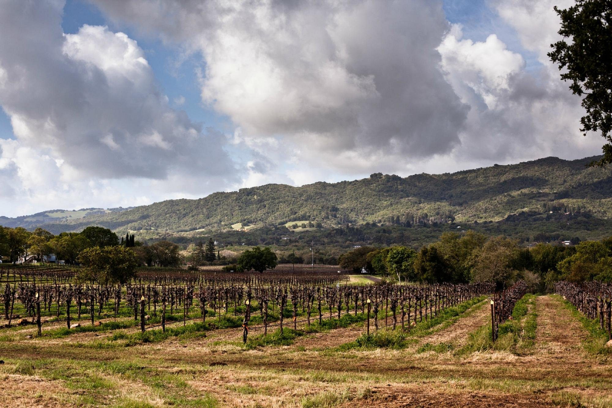Explore the 12 Premier Napa Valley Wineries You Must Visit