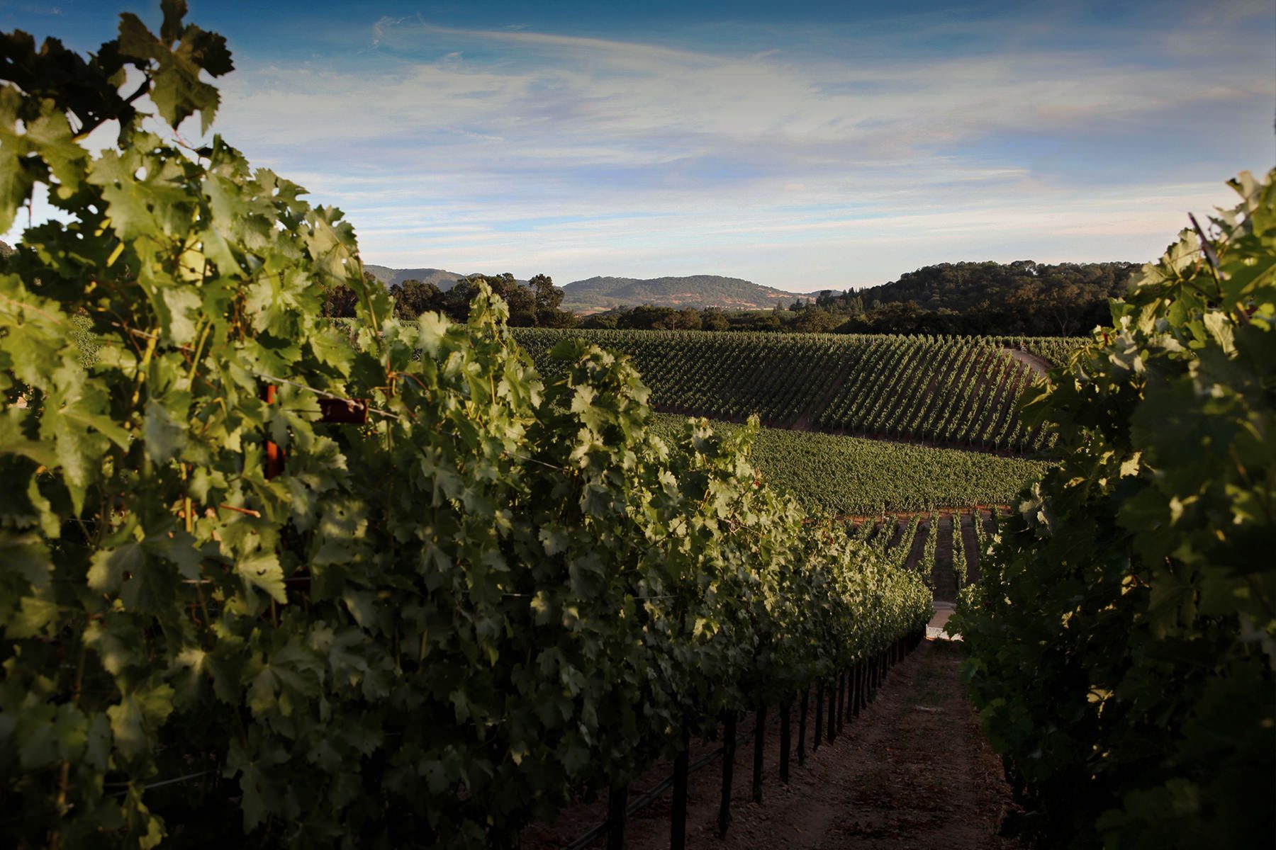Explore the 12 Premier Napa Valley Wineries You Must Visit