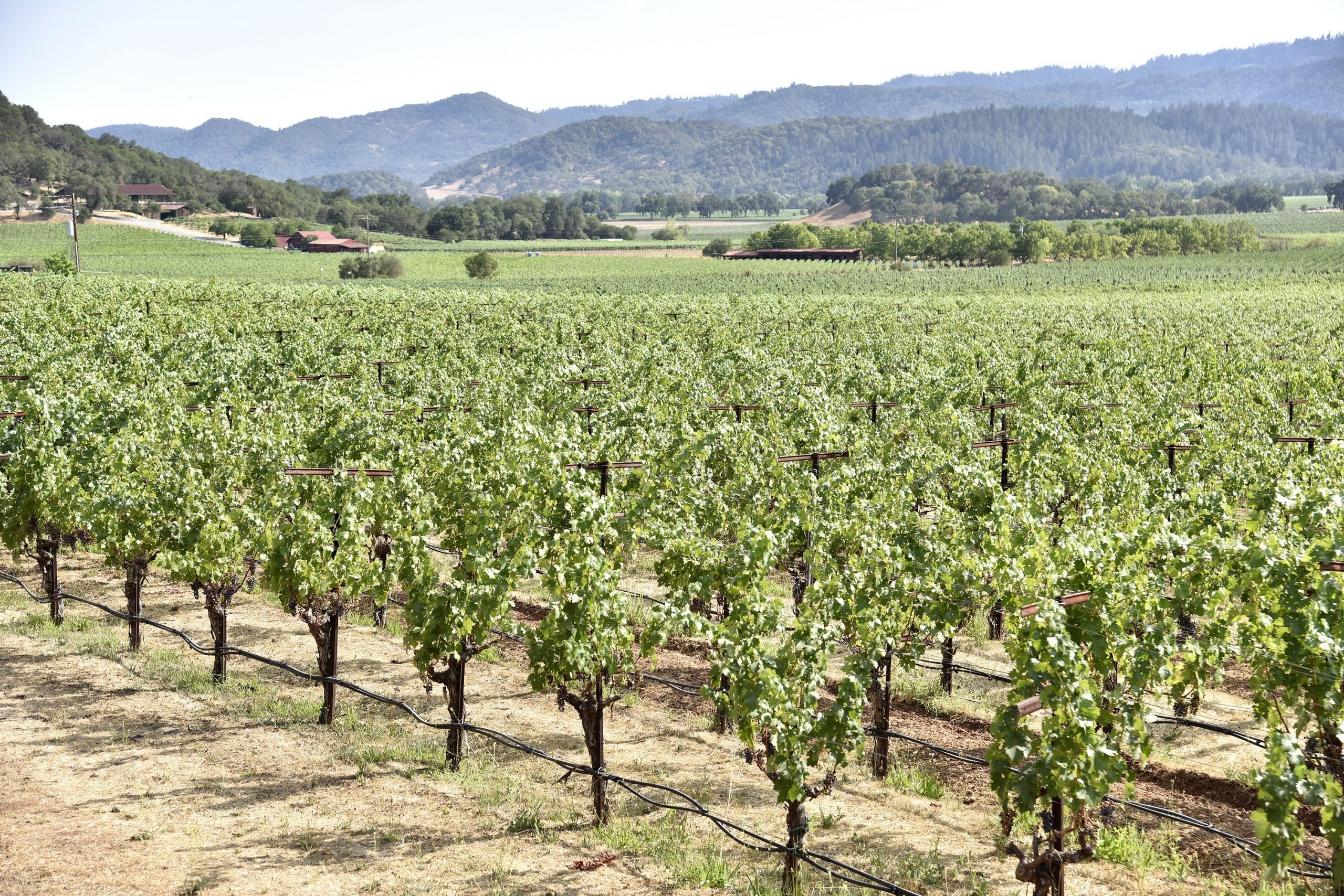 Explore the 12 Premier Napa Valley Wineries You Must Visit