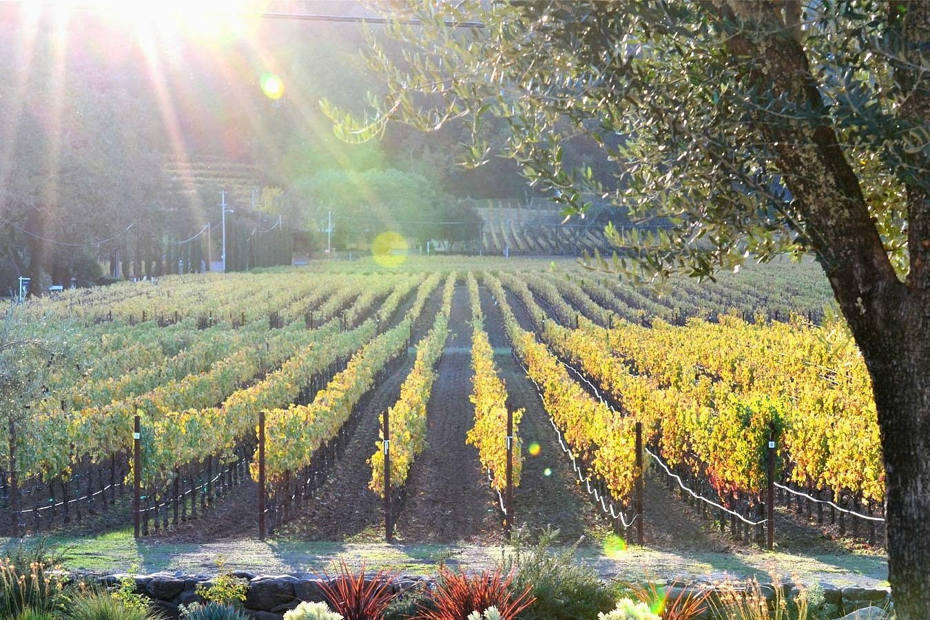Explore the 12 Premier Napa Valley Wineries You Must Visit