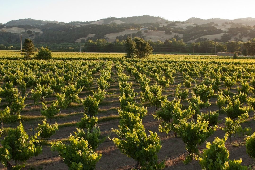 Explore the 12 Premier Napa Valley Wineries You Must Visit