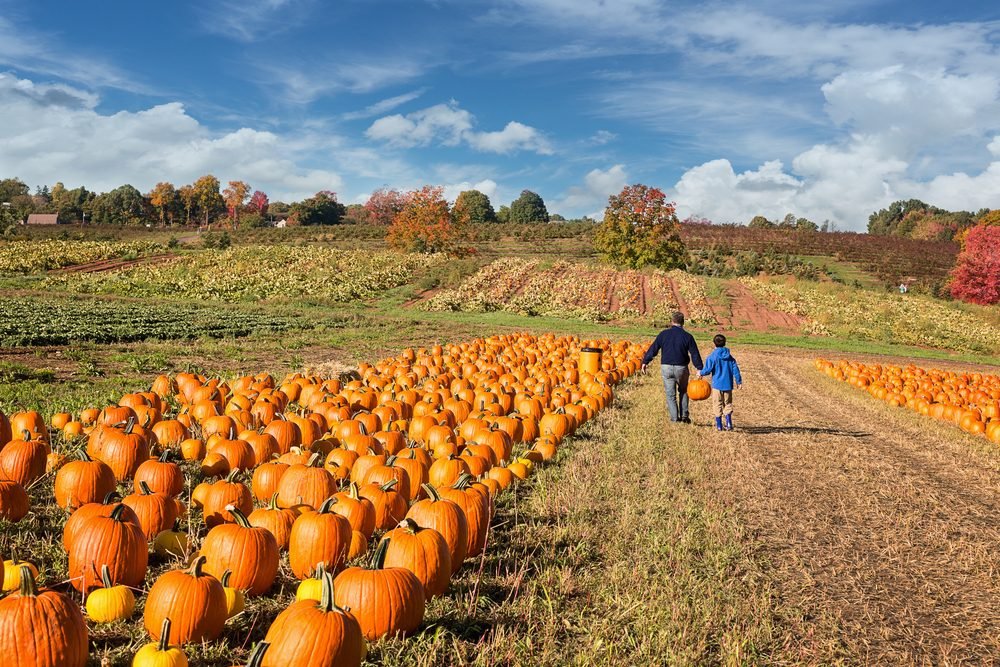 Top Pumpkin Patches Across Every U.S. State