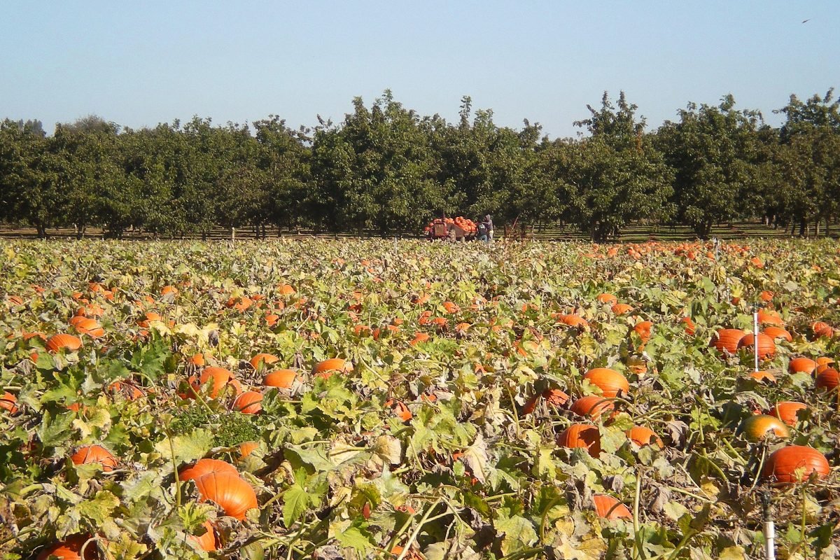 Top Pumpkin Patches Across Every U.S. State