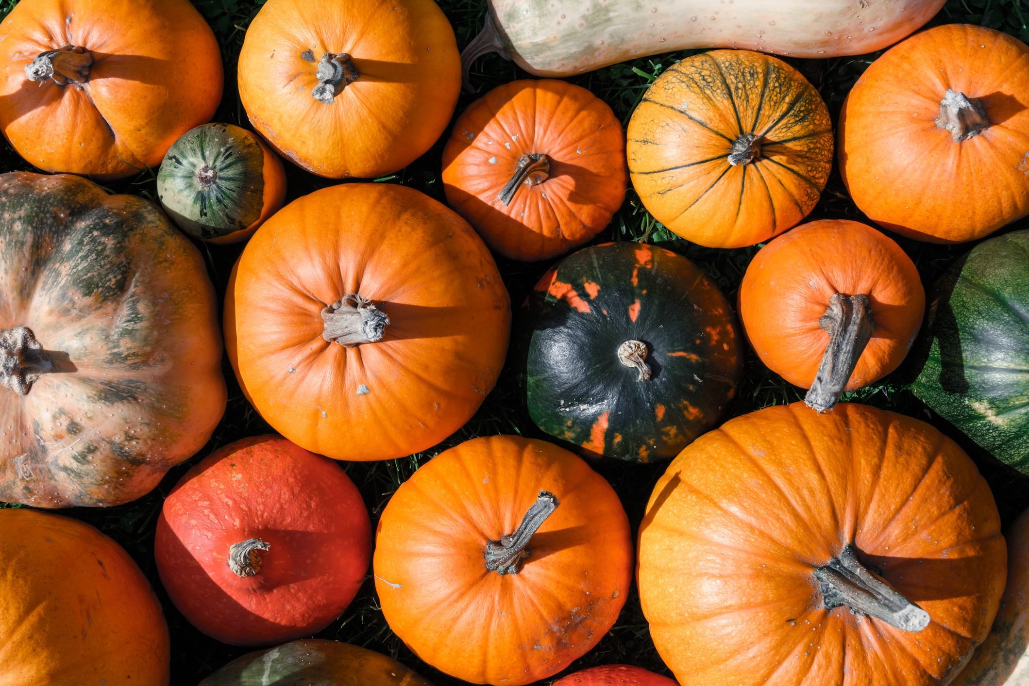 Top Pumpkin Patches Across Every U.S. State