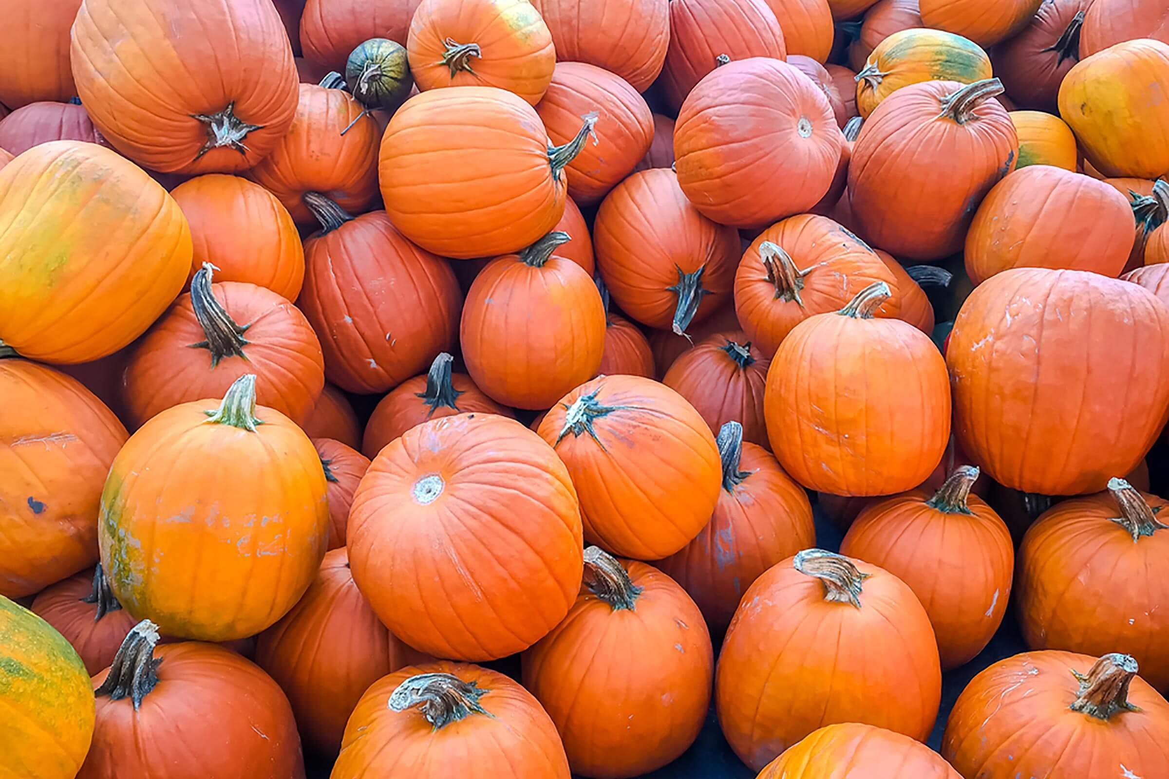 Top Pumpkin Patches Across Every U.S. State