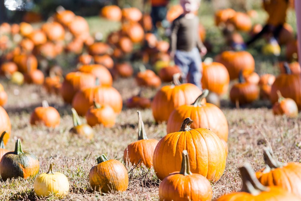 Top Pumpkin Patches Across Every U.S. State