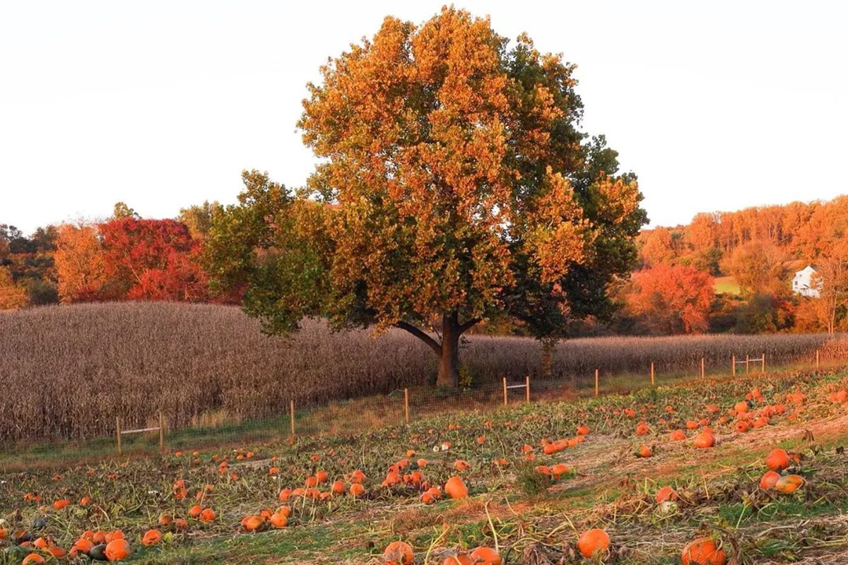 Top Pumpkin Patches Across Every U.S. State
