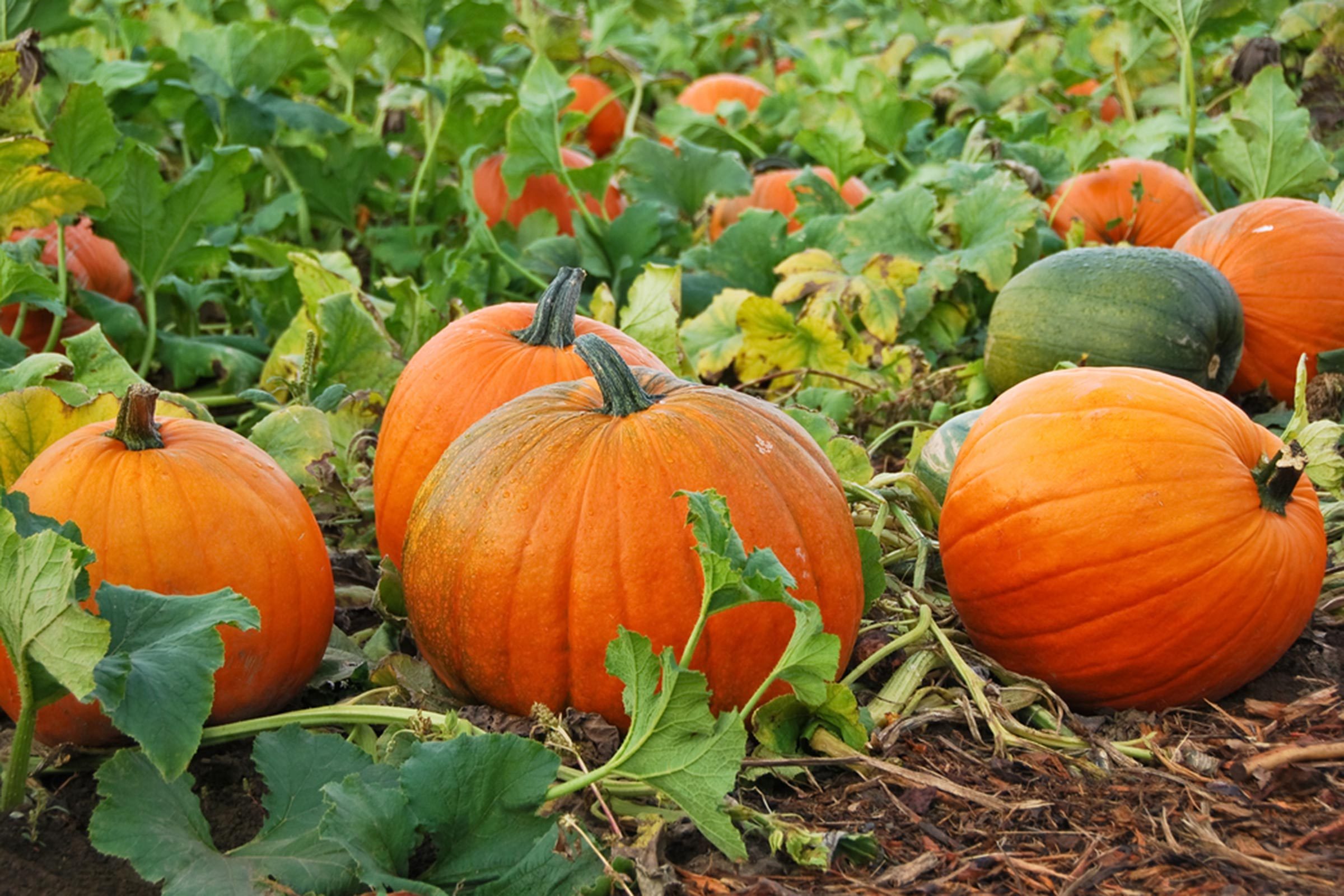 Top Pumpkin Patches Across Every U.S. State