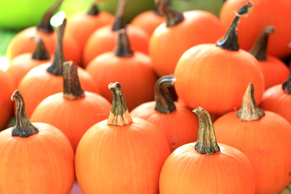 Top Pumpkin Patches Across Every U.S. State