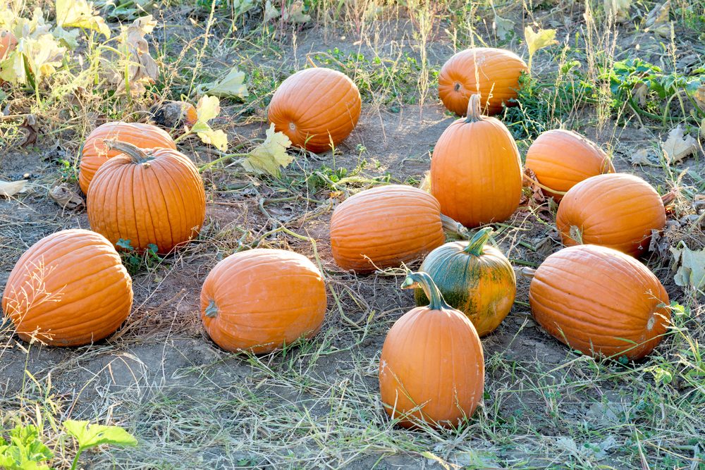 Top Pumpkin Patches Across Every U.S. State