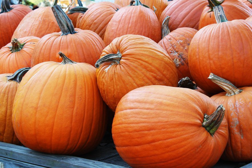 Top Pumpkin Patches Across Every U.S. State