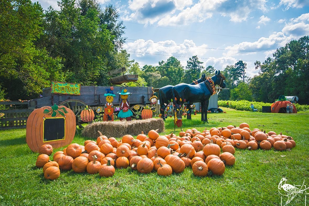 Top Pumpkin Patches Across Every U.S. State