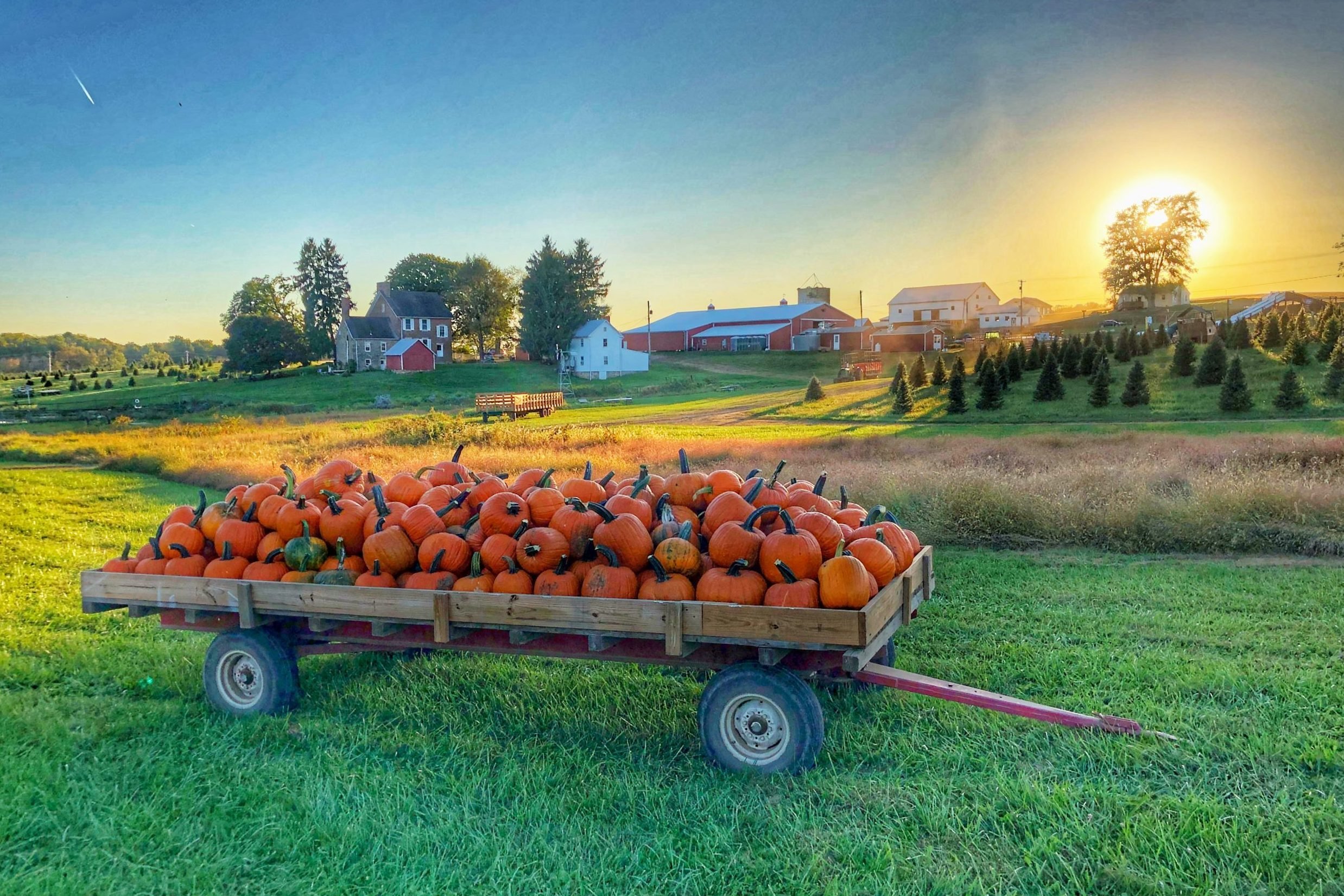 Top Pumpkin Patches Across Every U.S. State