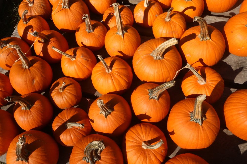 Top Pumpkin Patches Across Every U.S. State