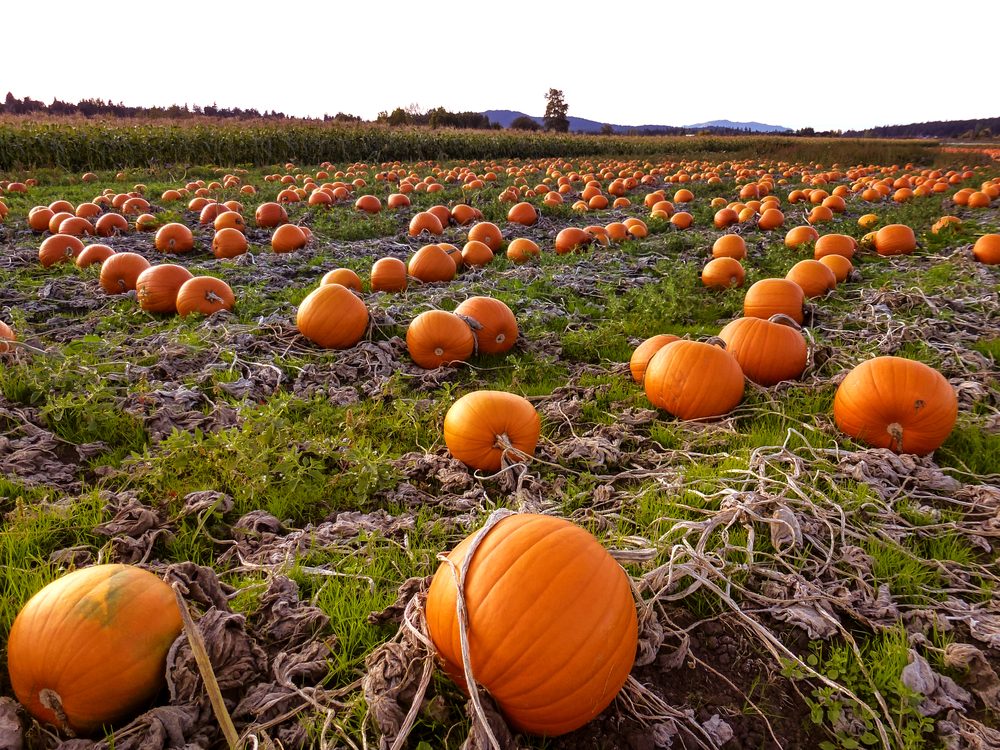 Top Pumpkin Patches Across Every U.S. State