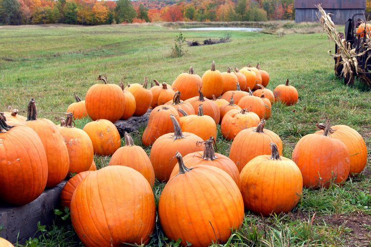 Top Pumpkin Patches Across Every U.S. State