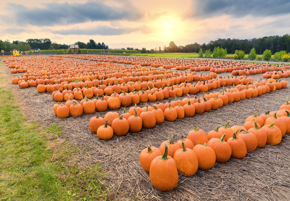 Top Pumpkin Patches Across Every U.S. State